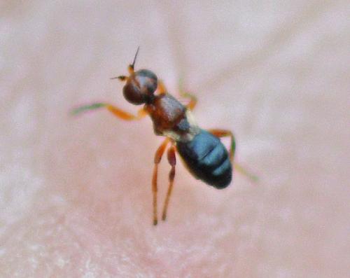 Elachiptera brevipennis